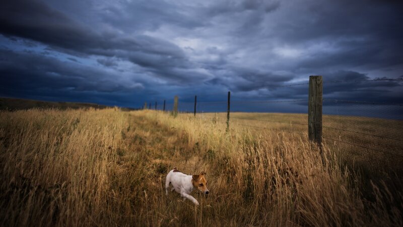 Dog Running in Field — Brown