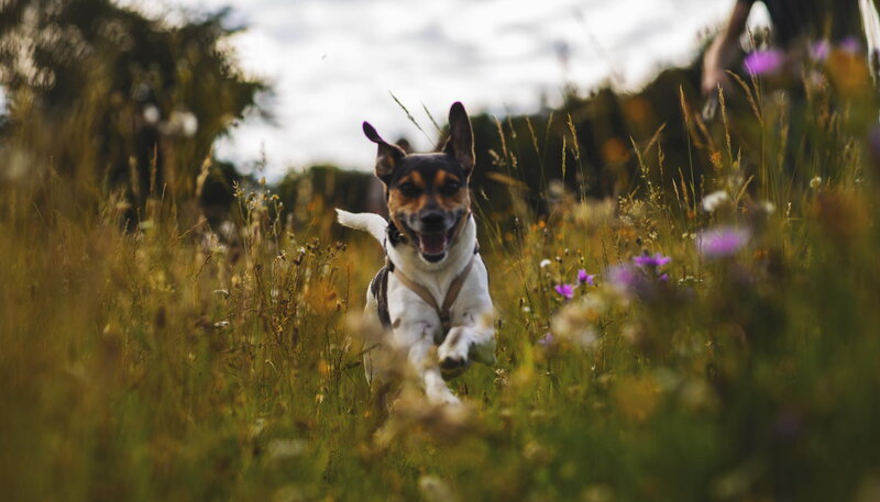 Dog Running in Field — Green, Active