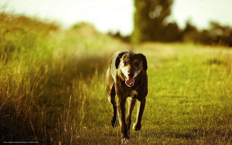Dog Running in Field — Green, Calm