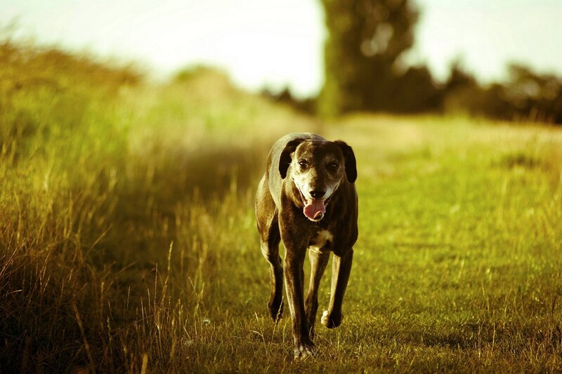 Dog Running in Field — Green