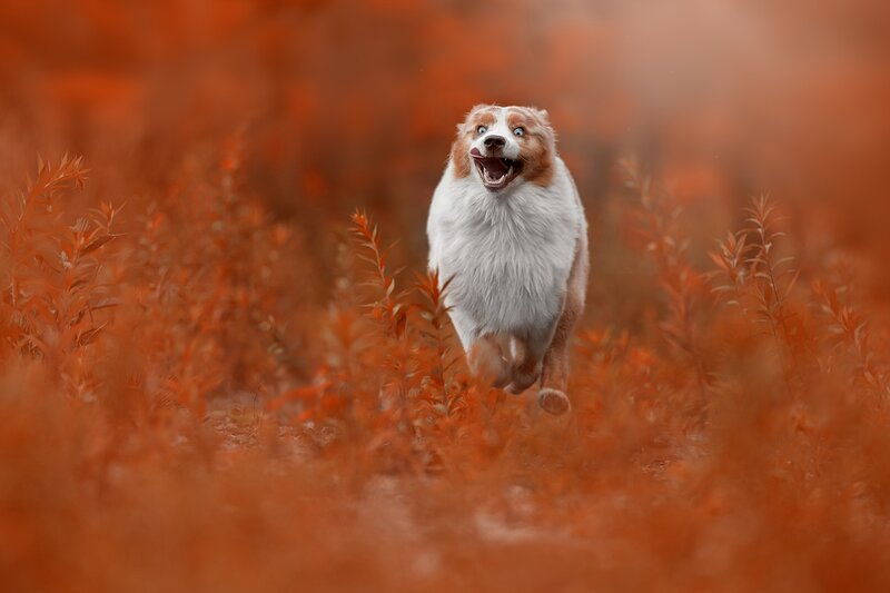 Dog Running in Field — Orange