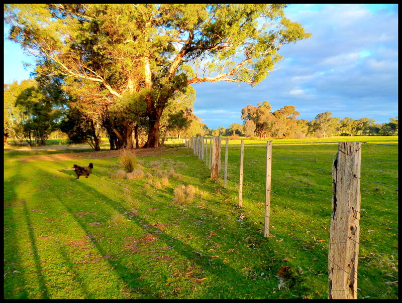 Dog Running in Field