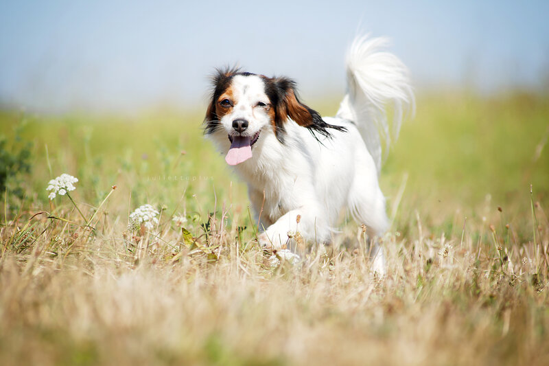 Dog Running in Field — White