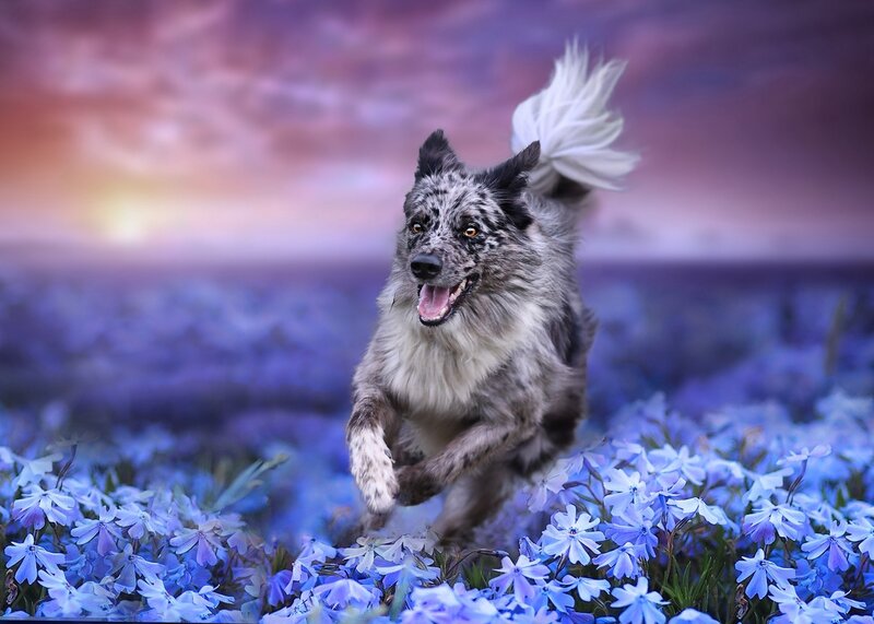 Dog Running in Flowers