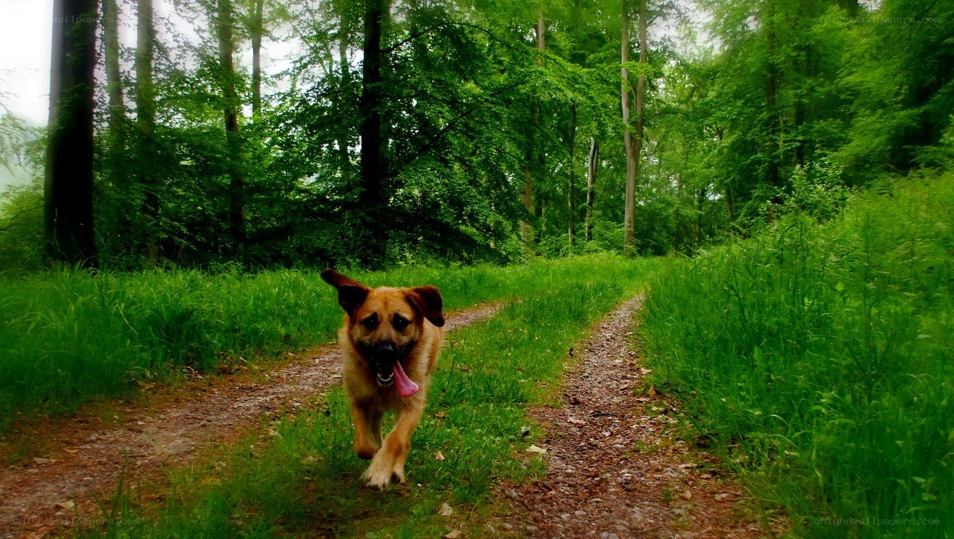 dog running in forest path