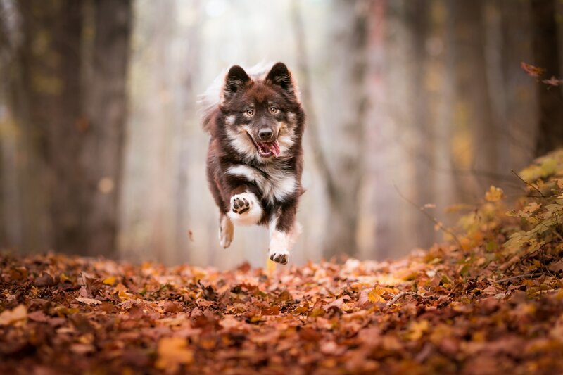 Dog Running in Forest