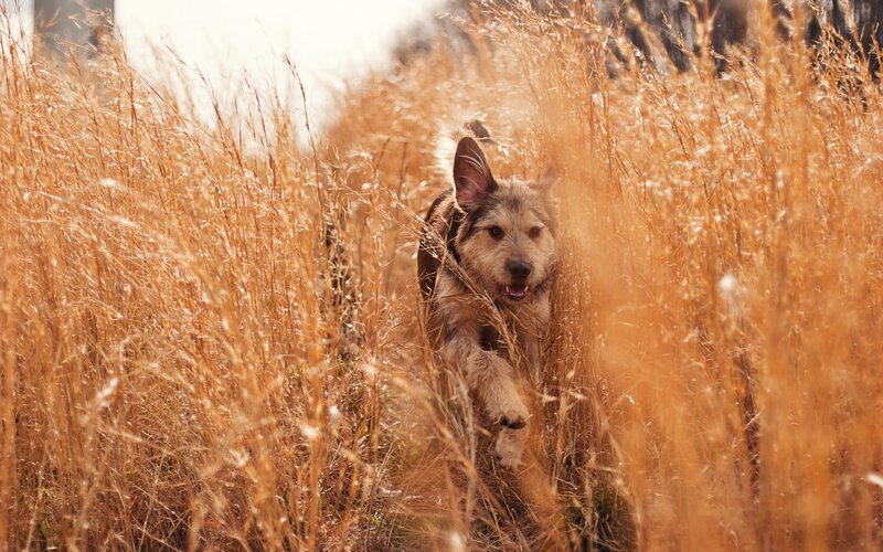Dog Running in Grass — Brown
