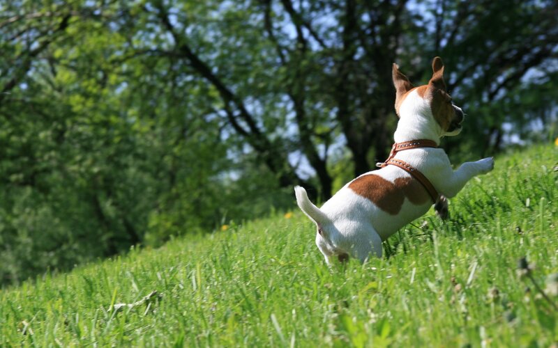 dog running in grass