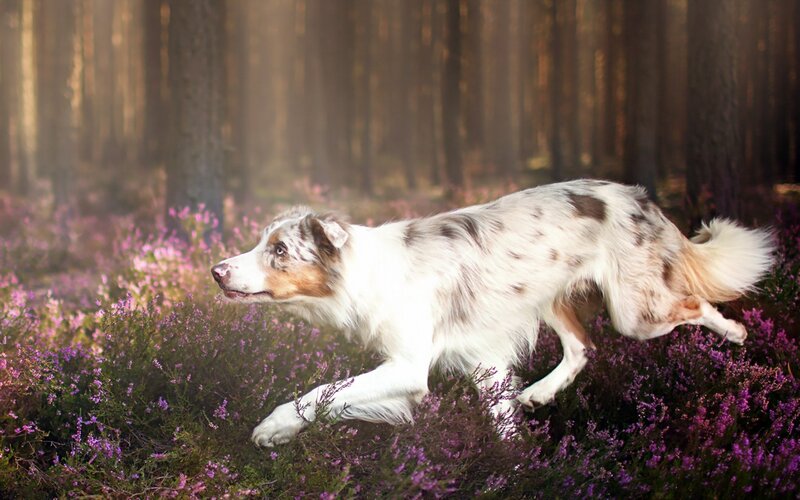 Dog Running in Heather