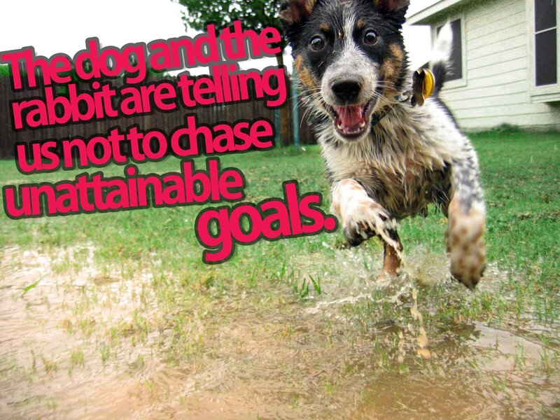 dog running in mud
