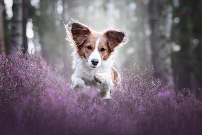 Dog Running in Purple Flowers