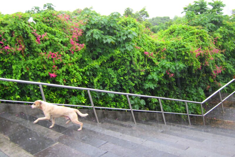 Dog Running in Rain