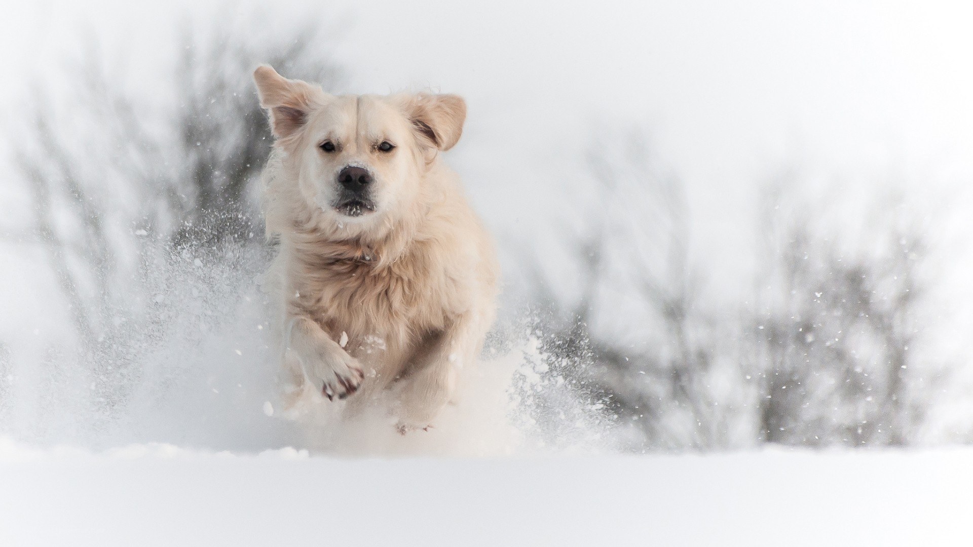 dog running in snow