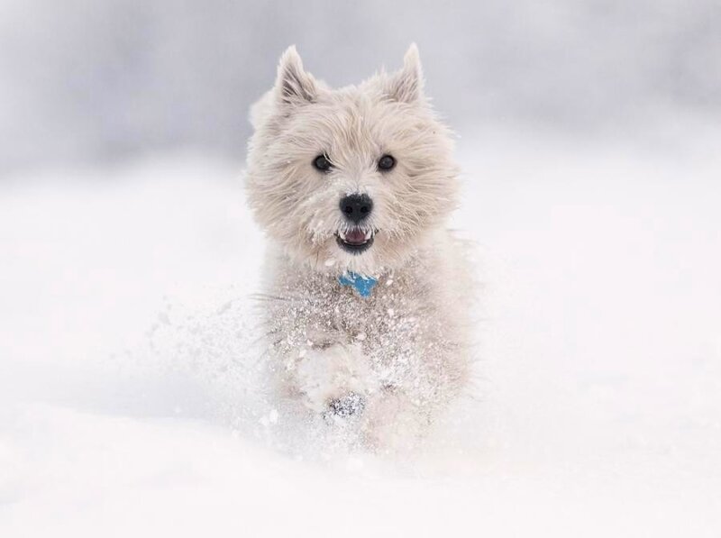 dog running in snow