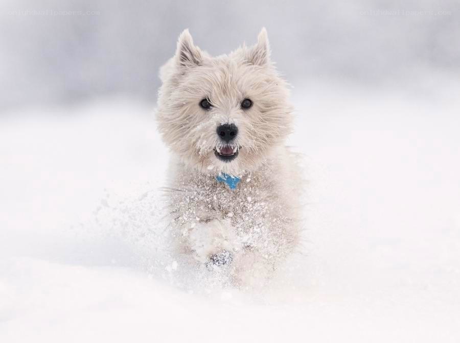 dog running in snow