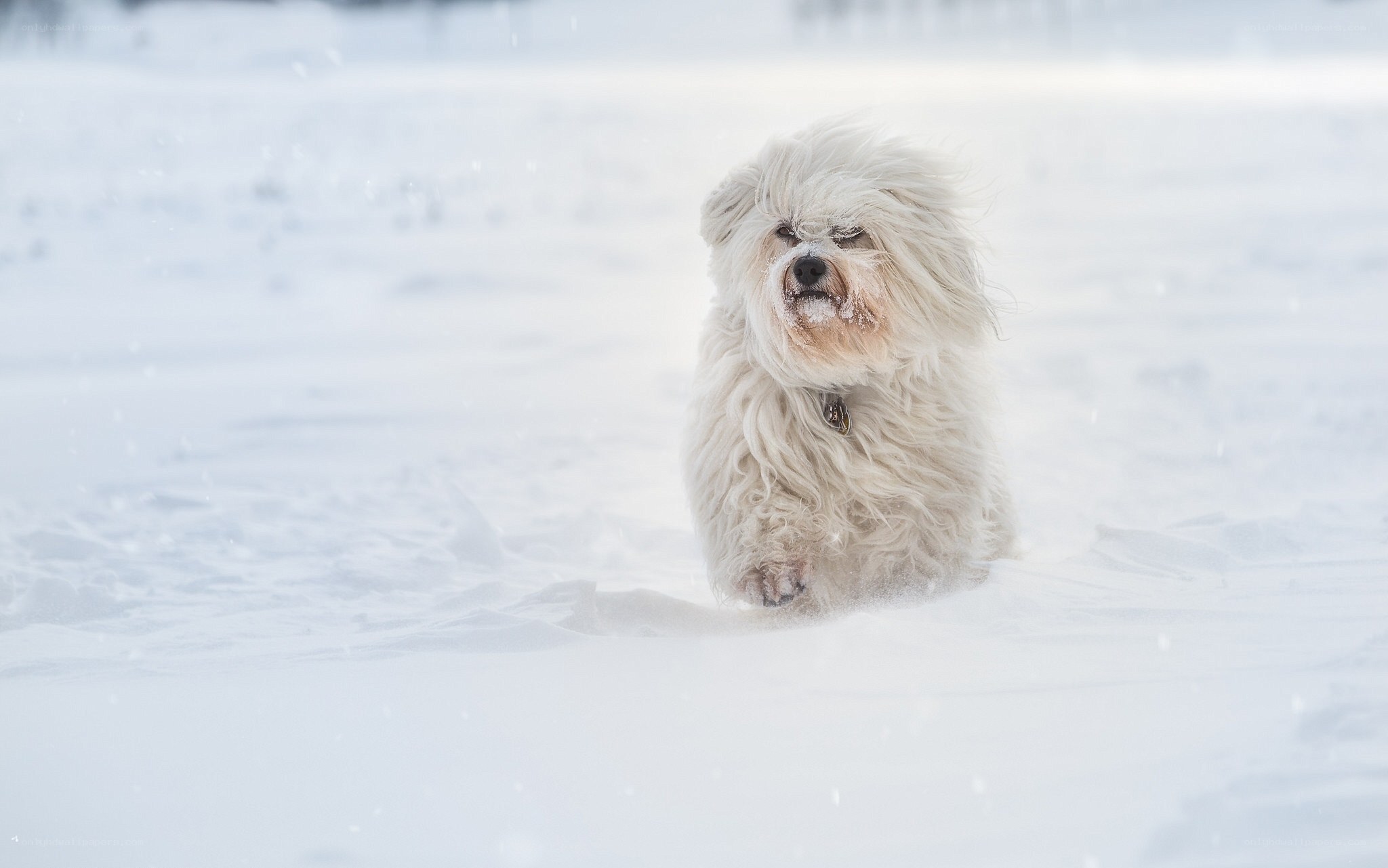 dog running in snow