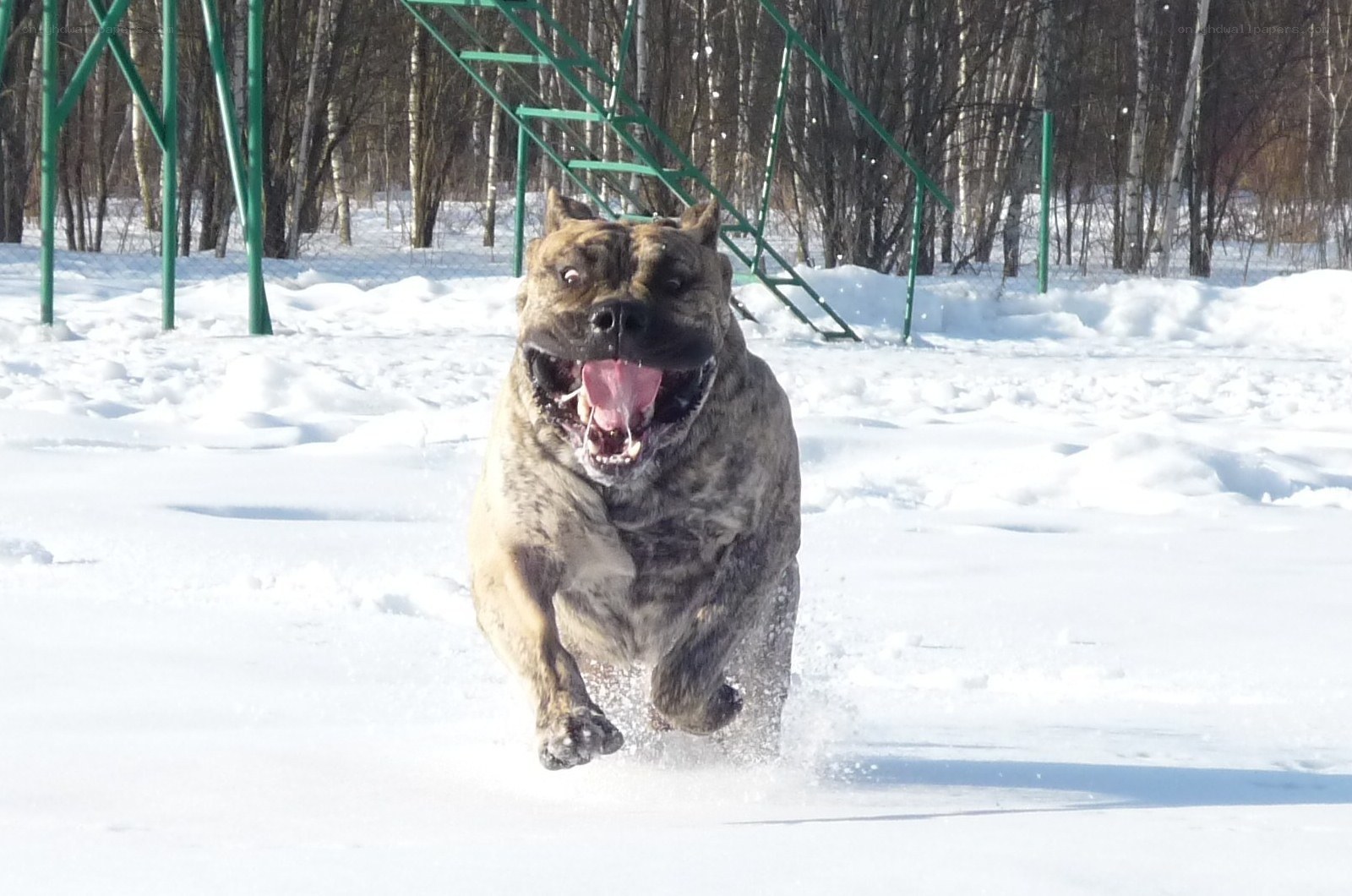 dog running in snow