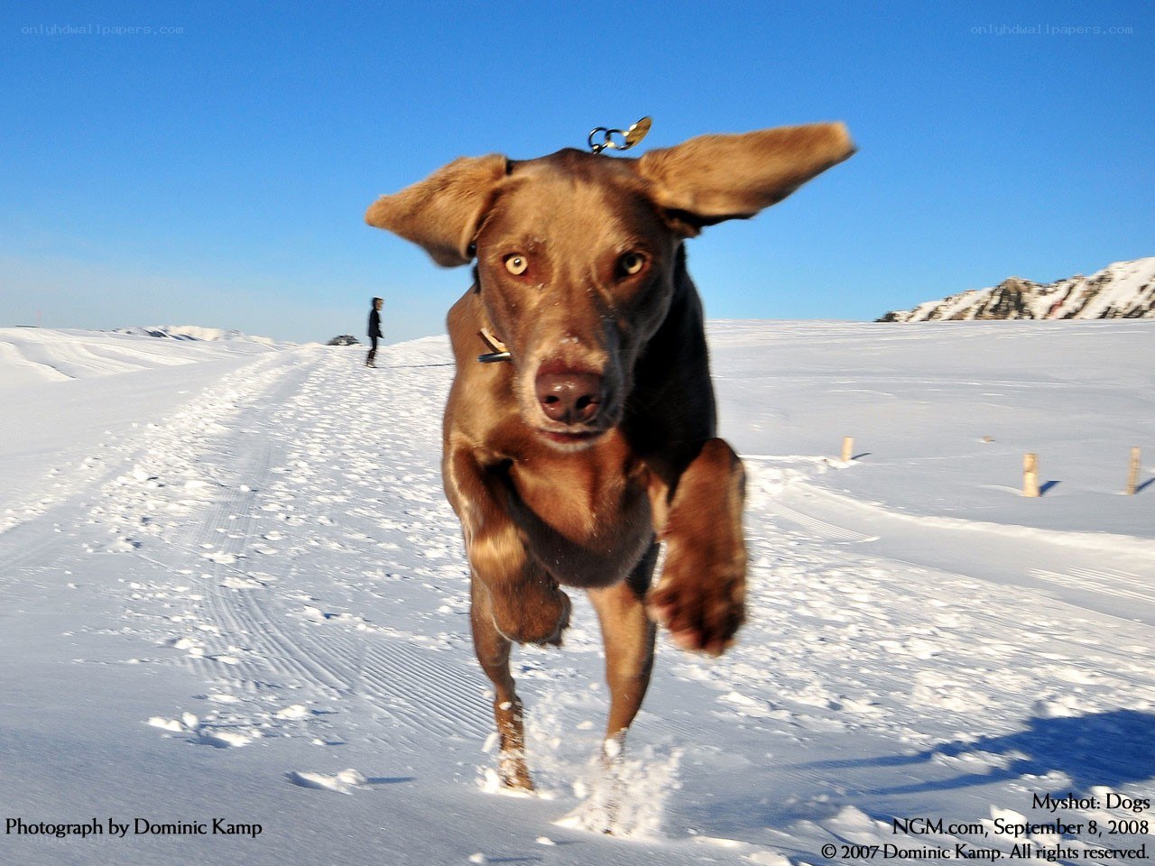 dog running in snow