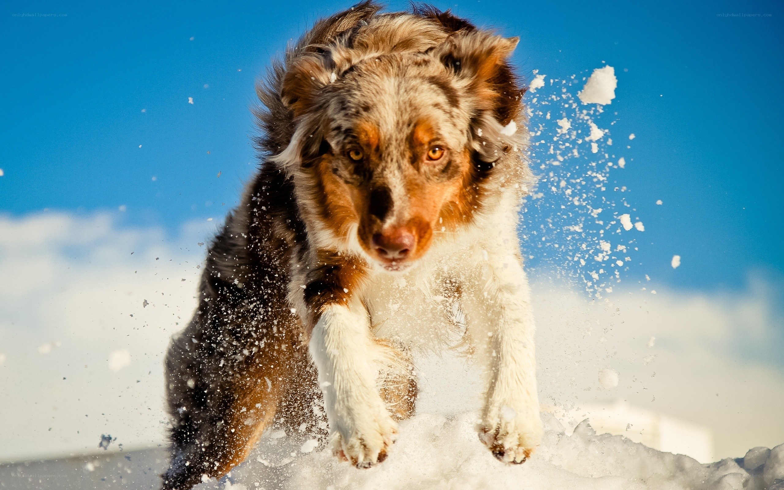 dog running in snow