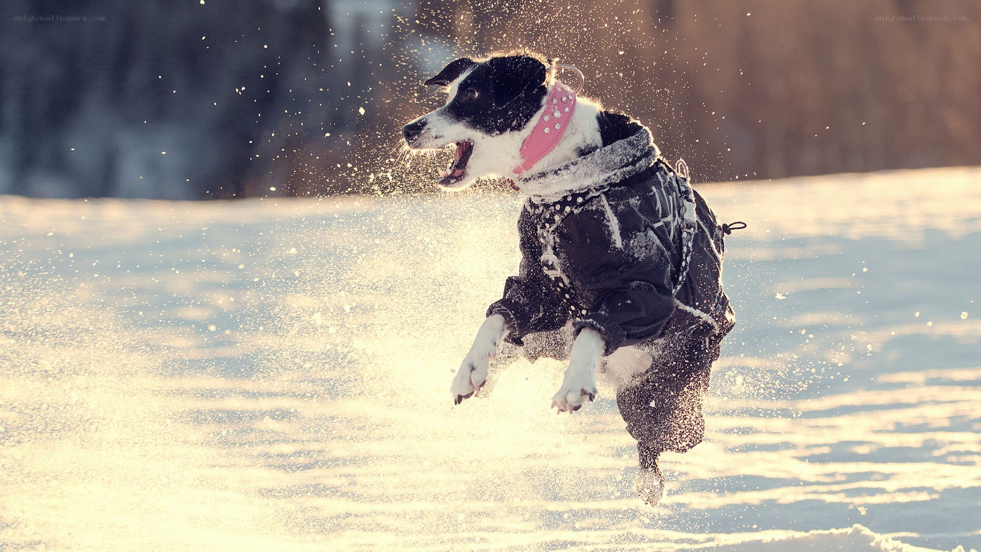 dog running in snow