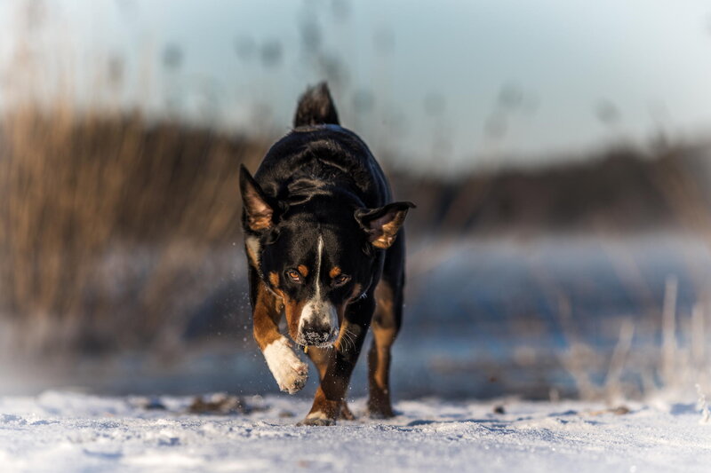 Dog Running in Snow — Black
