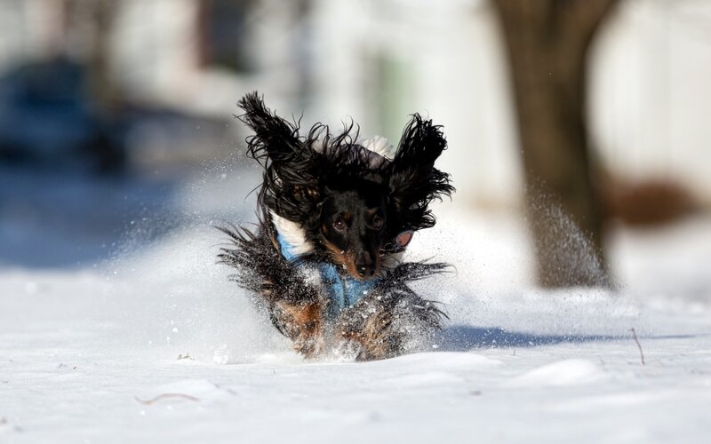 Dog Running in Snow — White, Active