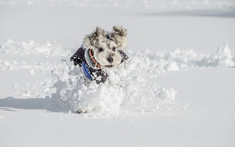 Dog Running in Snow — White, Active, Winter, Photograph, Coat