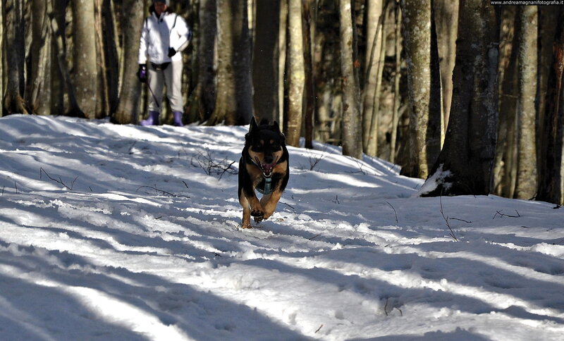 Dog Running in Snow — White, Active, Winter, Photograph