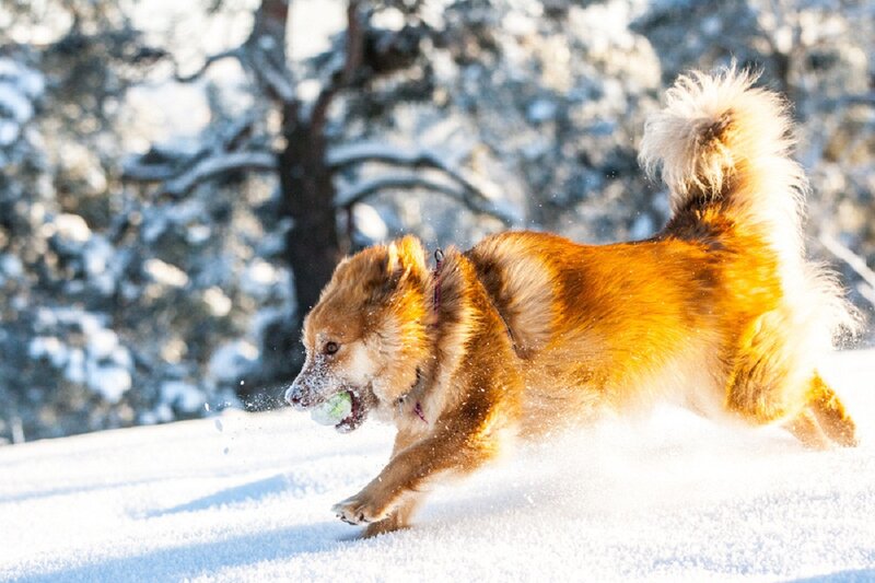 Dog Running in Snow — White, Active, Winter, Photograph, Trees
