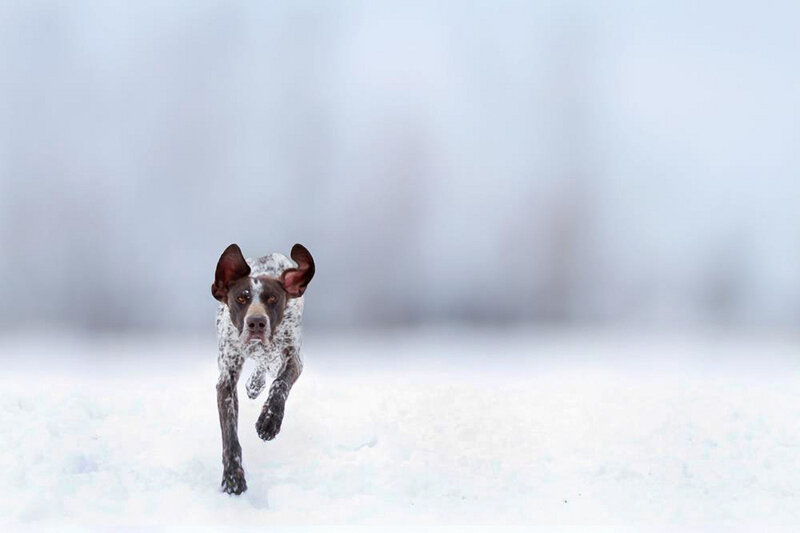 Dog Running in Snow — White, Active, Winter