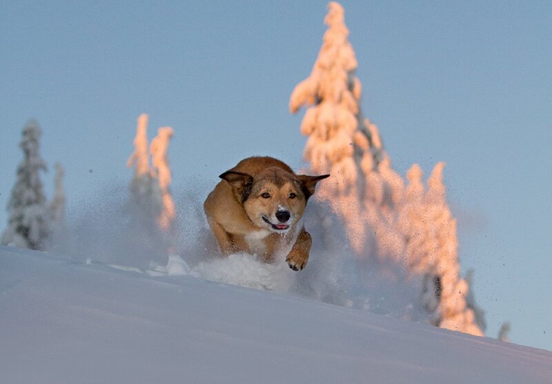Dog Running in Snow — White, Dynamic