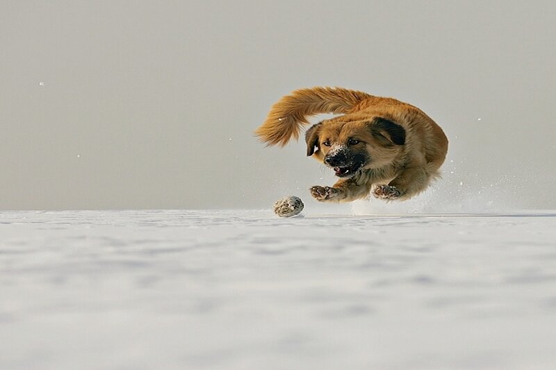 Dog Running in Snow — White
