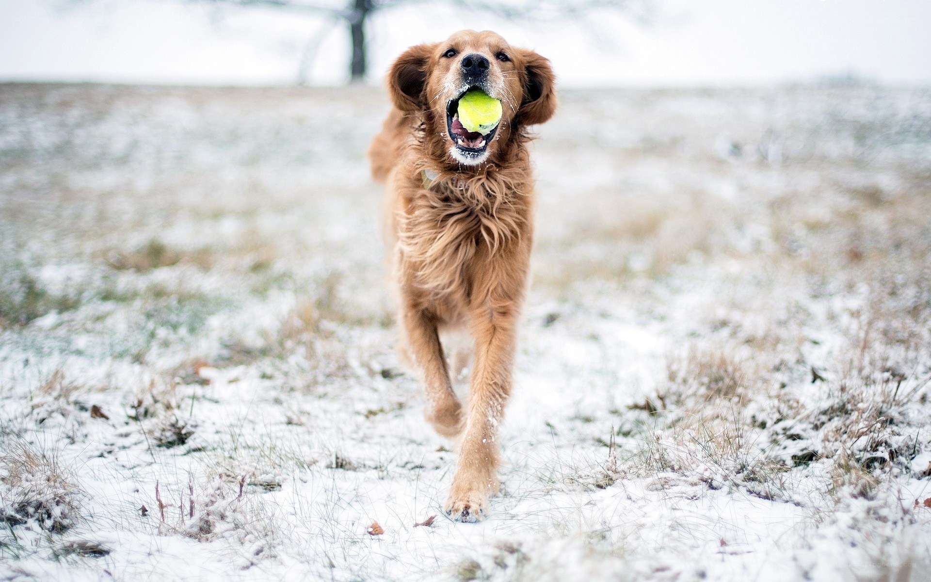 dog running in snow with ball