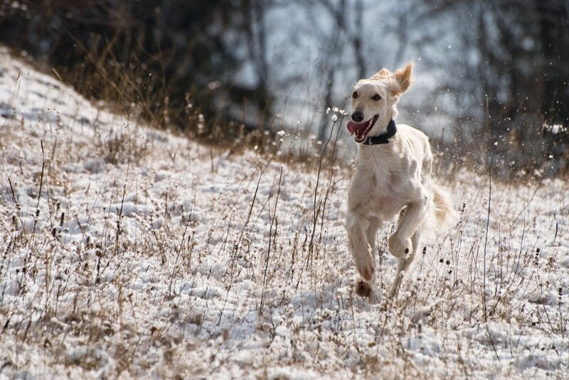 dog running in snowy field