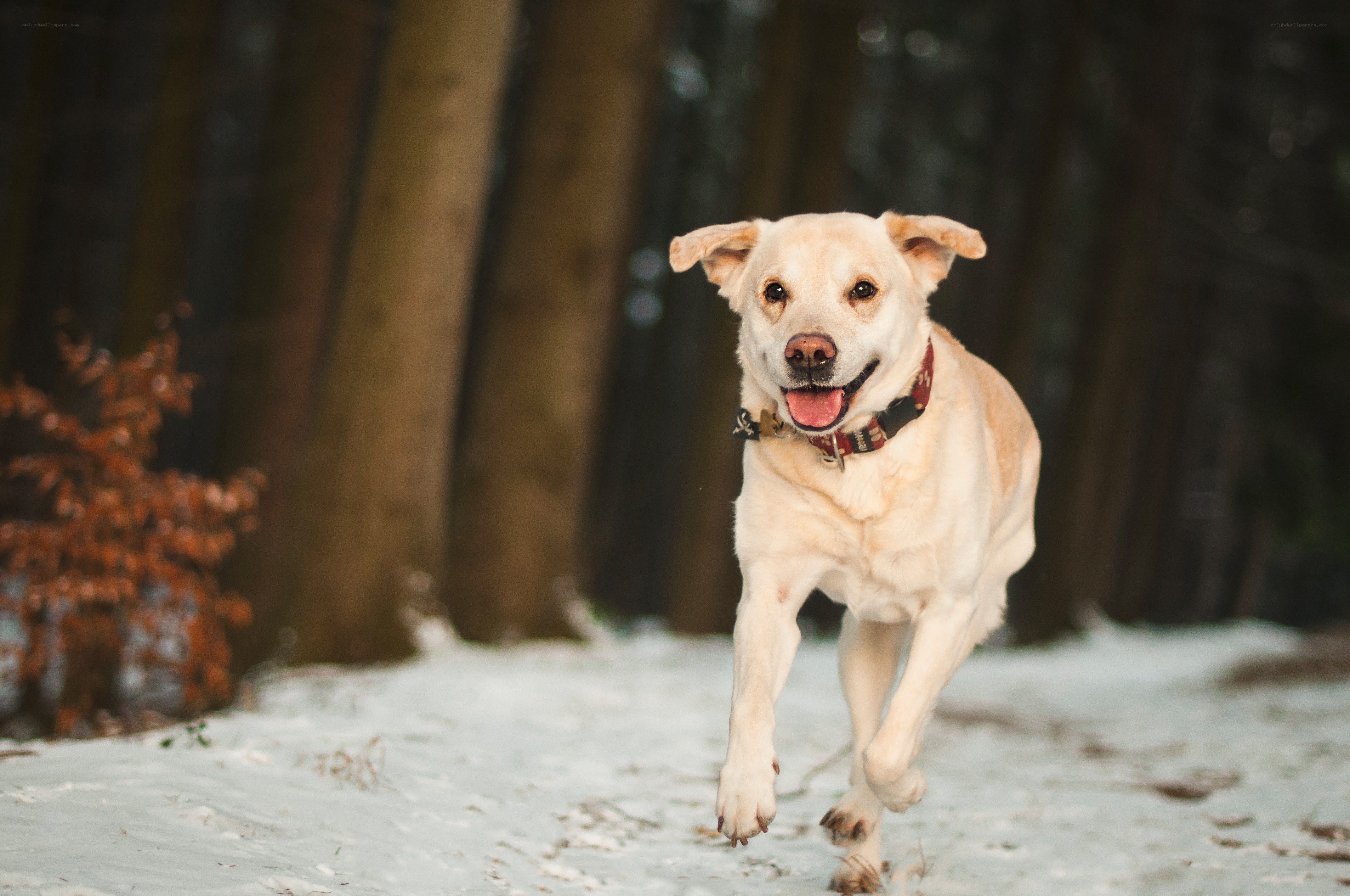 Dog running in snowy forest
