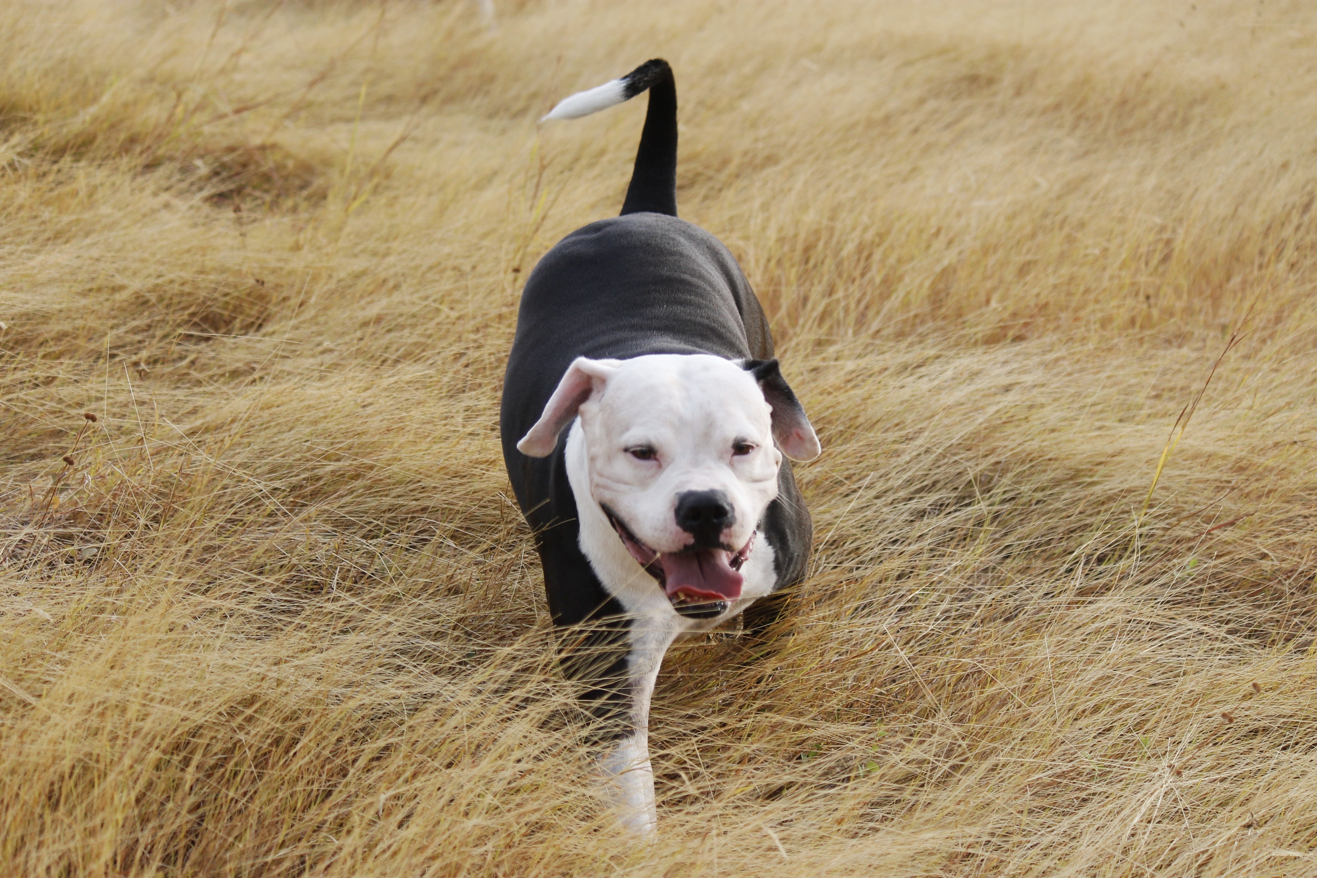 dog running in tall grass