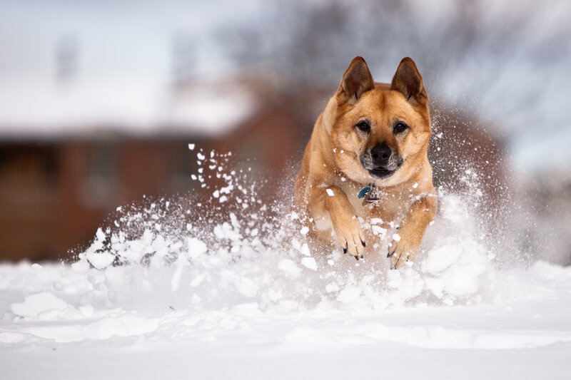 Dog running in the snow