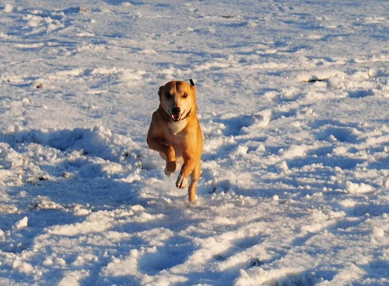 dog running in the snow
