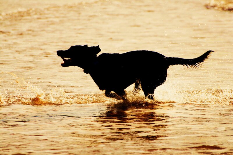 dog running in water at sunset