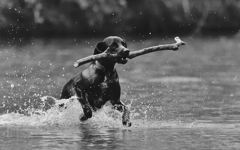 Dog Running in Water — Black