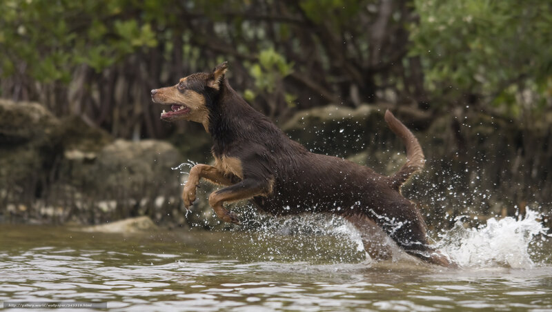 Dog Running in Water — Brown, Active