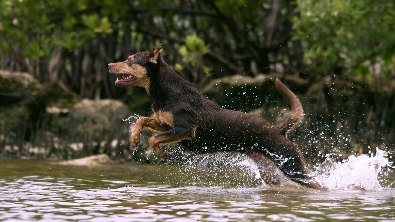 Dog Running in Water — Brown