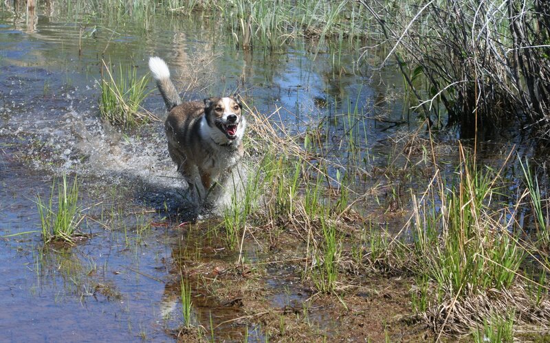 Dog Running in Water