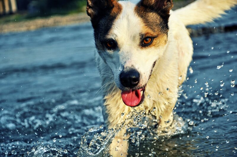 Dog Running in Water — White, Active, Afternoon