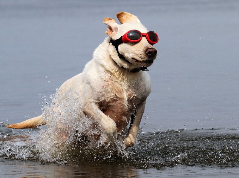 Dog Running in Water — White, Active