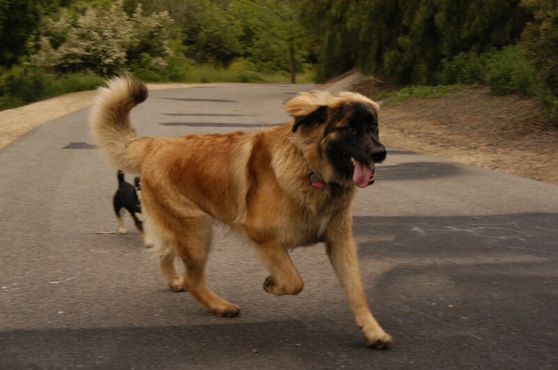 dog running on a path