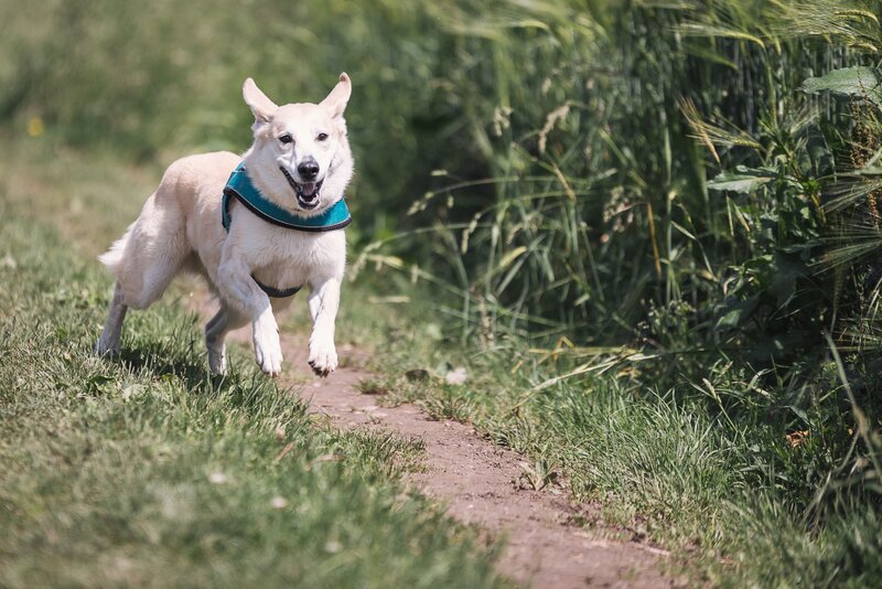 dog running on a path