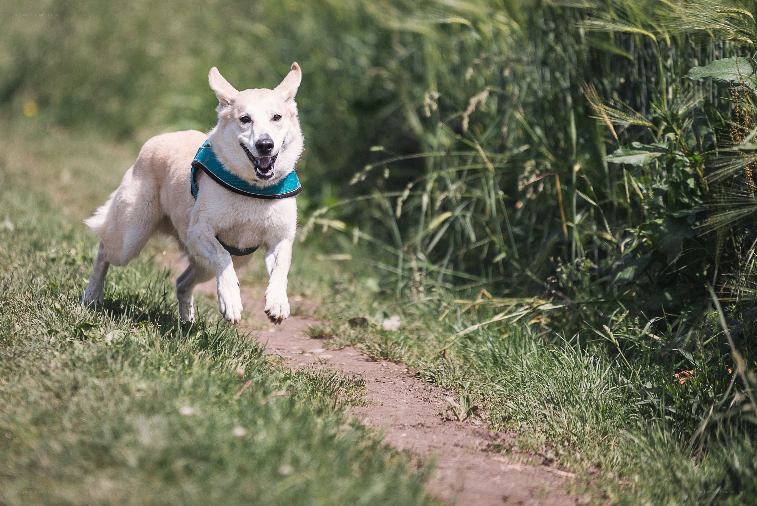 dog running on a path