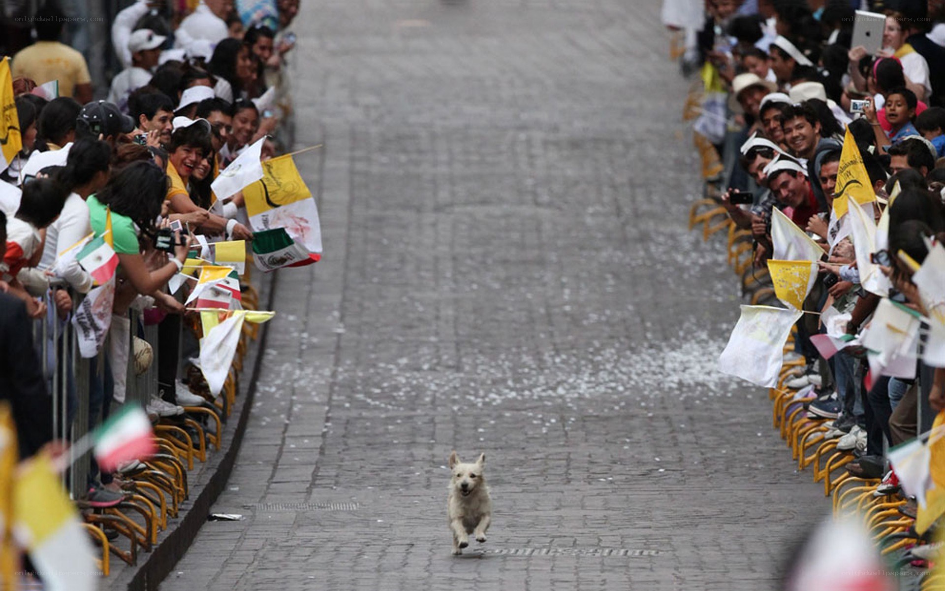 Dog running on a street