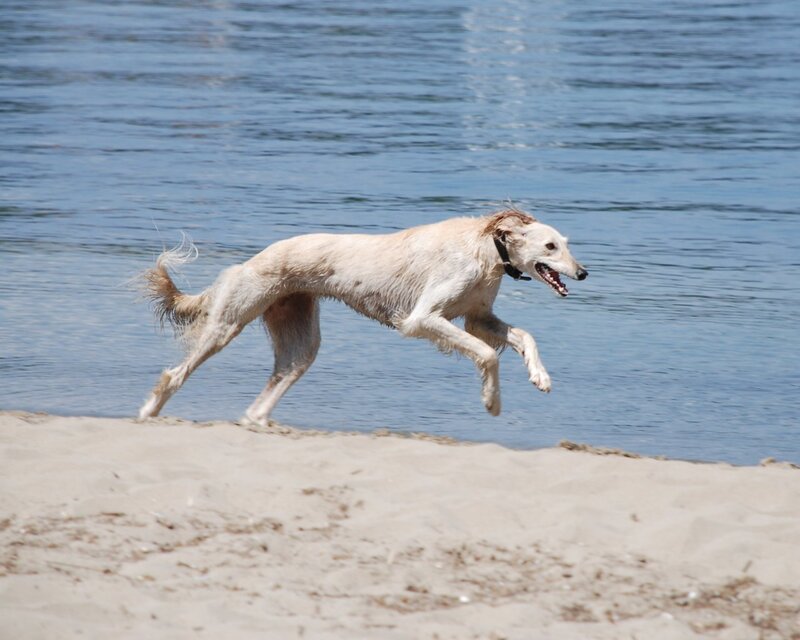 dog running on beach